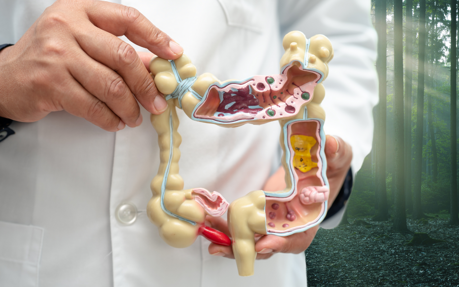 Doctor holding colon model in forest
