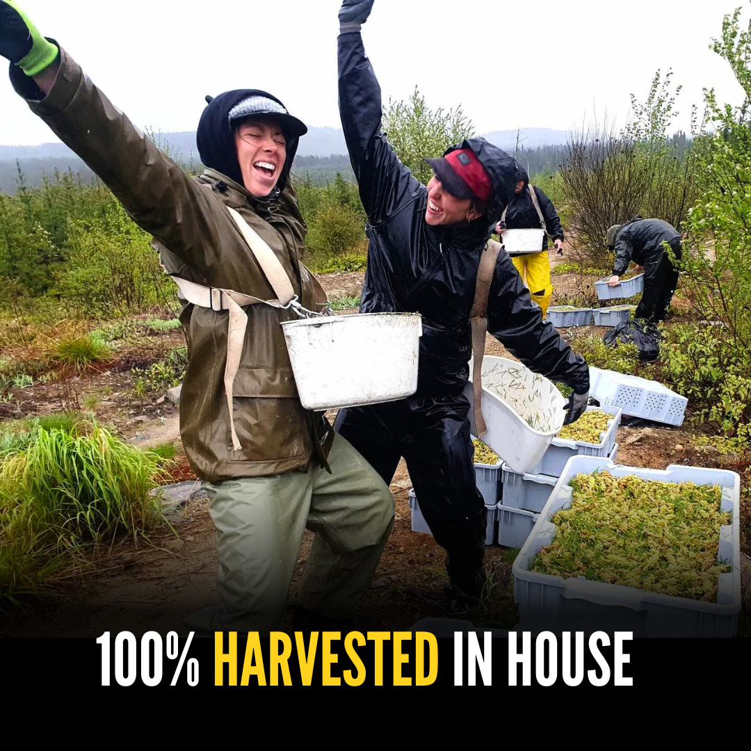 Two girls having fun harvesting pine pollen