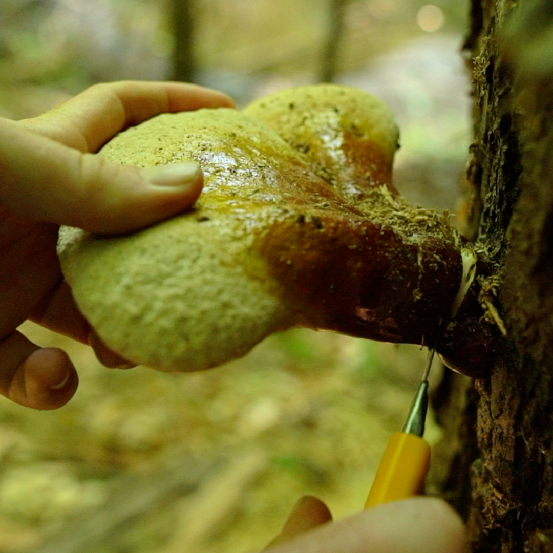 Girl harvesting pine pollen