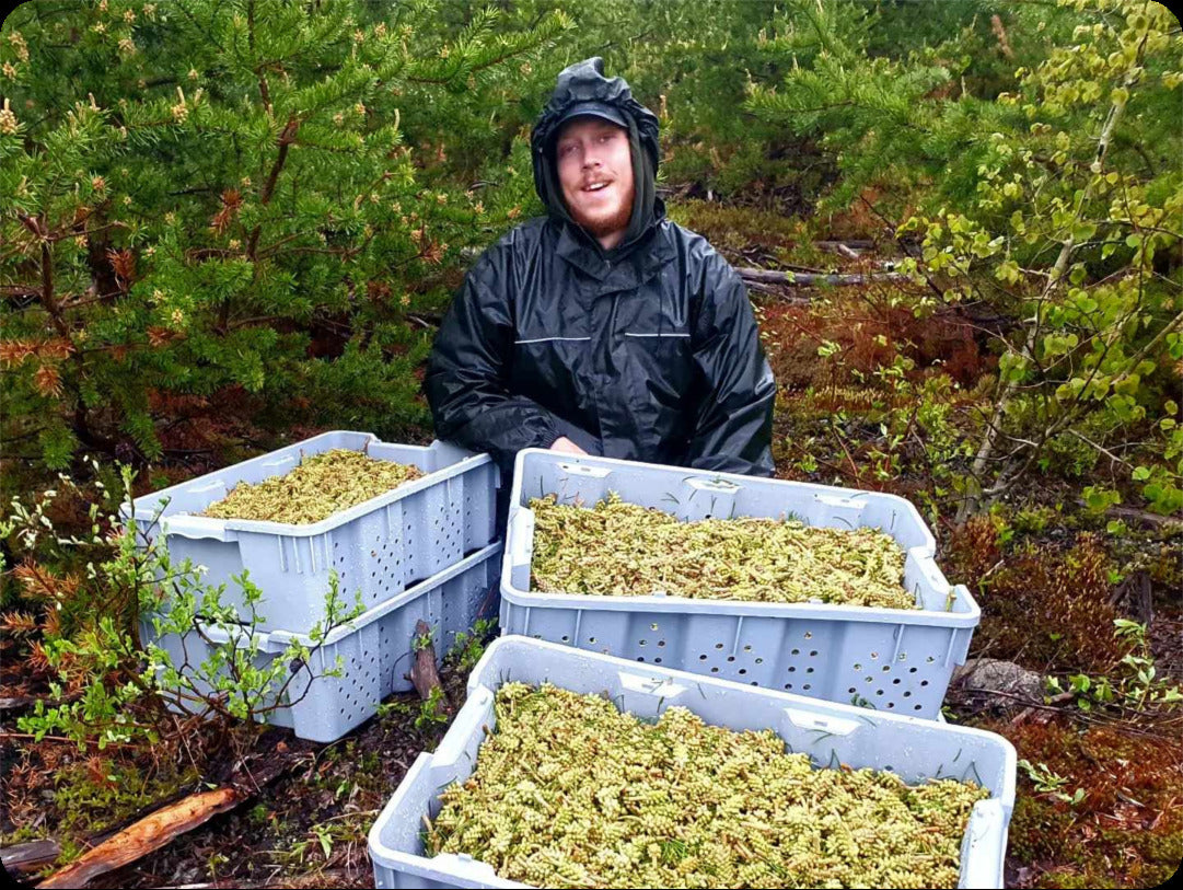 Pine pollen harvester with his totes full of pine catkins