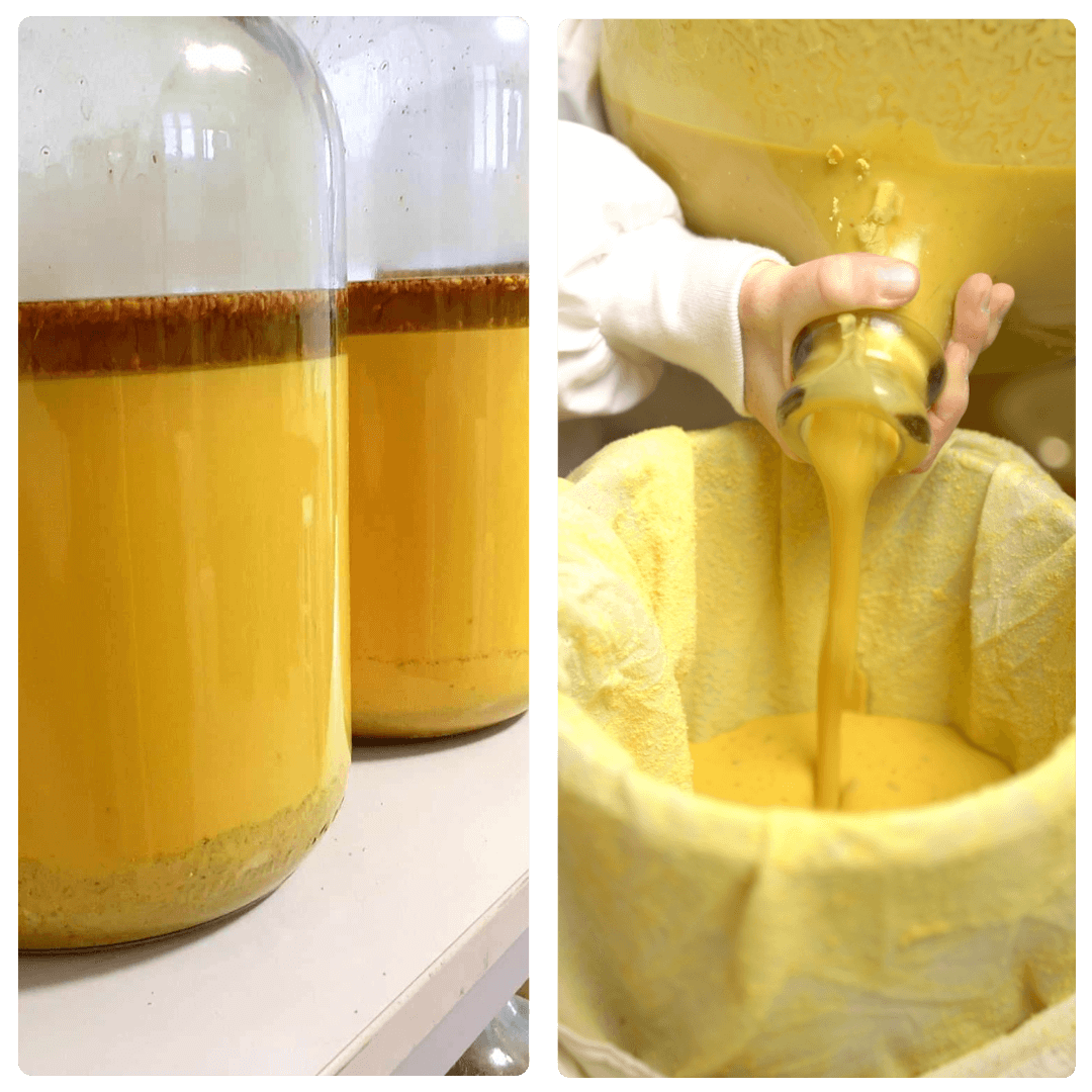 Pouring pine pollen extracts from glass jugs.