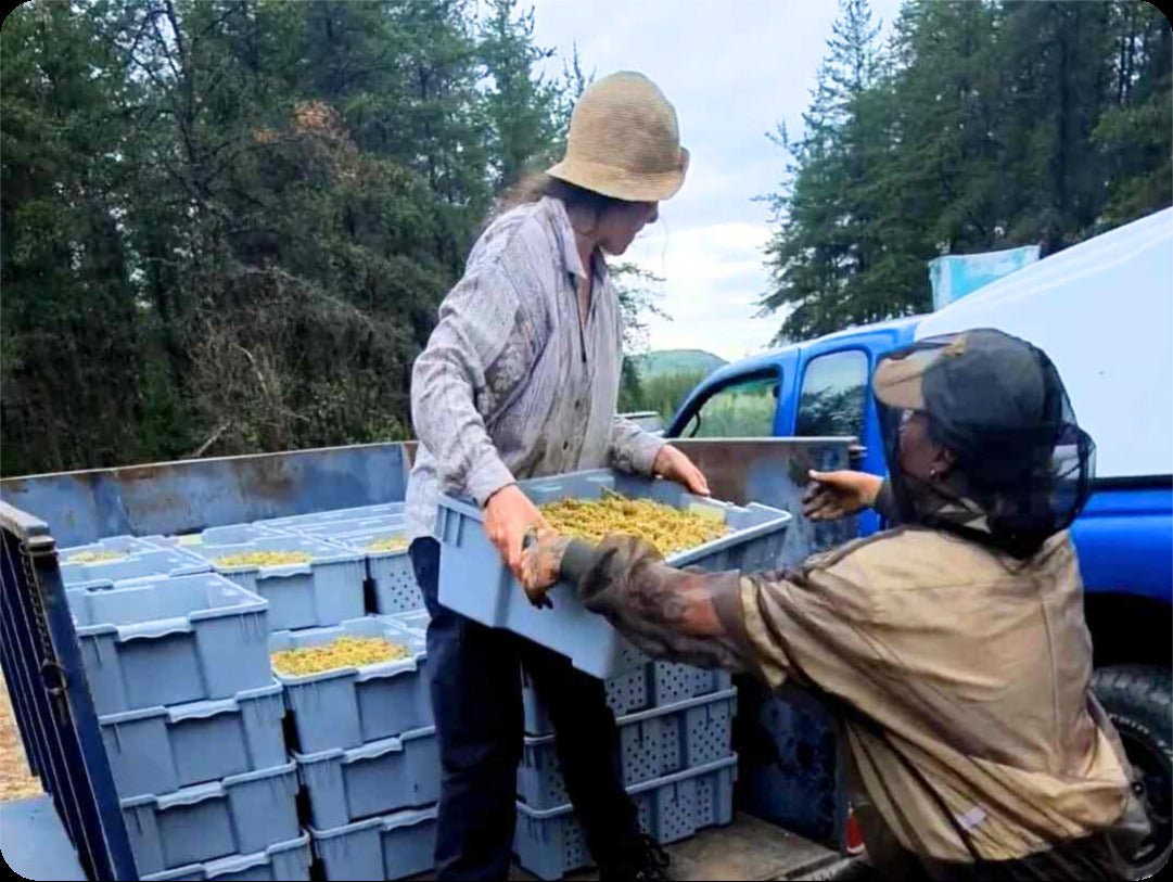 People loading up pine pollen in a trailer