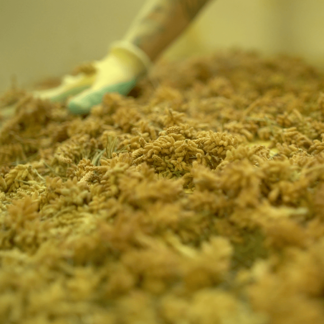 Close up dried pine pollen catkins