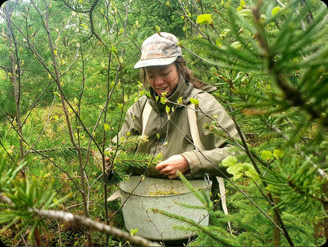 Girl harvesting pine pollen in nature